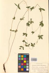 Potentilla erecta (L.) Raeusch., Eastern Europe, Lithuania (E2a) (Lithuania)