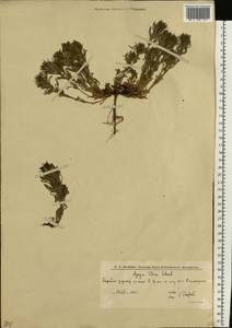 Ajuga chamaepitys subsp. chia (Schreb.) Arcang., Eastern Europe, Lower Volga region (E9) (Russia)