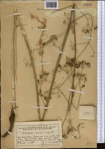 Scaligeria ugamica Korovin, Middle Asia, Western Tian Shan & Karatau (M3) (Kazakhstan)