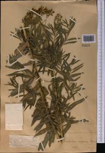 Euphorbia soongarica Boiss., Middle Asia, Dzungarian Alatau & Tarbagatai (M5) (Kazakhstan)