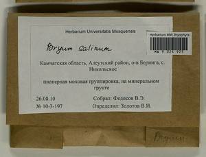 Ptychostomum salinum (I. Hagen ex Limpr.) J.R. Spence, Bryophytes, Bryophytes - Chukotka & Kamchatka (B21) (Russia)