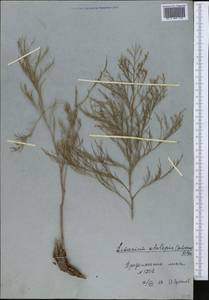 Limonium otolepis (Schrenk) Kuntze, Middle Asia, Muyunkumy, Balkhash & Betpak-Dala (M9) (Kazakhstan)