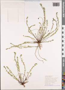 Andrachne telephioides L., Caucasus, Black Sea Shore (from Novorossiysk to Adler) (K3) (Russia)