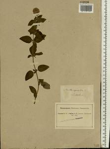 Mentha aquatica L., Eastern Europe, South Ukrainian region (E12) (Ukraine)