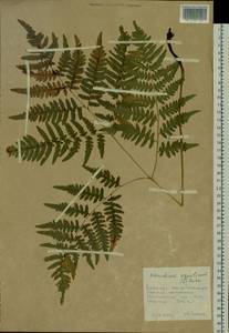 Pteridium aquilinum (L.) Kuhn, Siberia, Russian Far East (S6) (Russia)