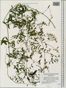 Vicia sylvatica L., Eastern Europe, North-Western region (E2) (Russia)