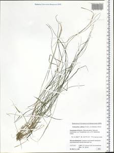 Schizachne purpurascens subsp. callosa (Turcz. ex Griseb.) T.Koyama & Kawano, Siberia, Russian Far East (S6) (Russia)