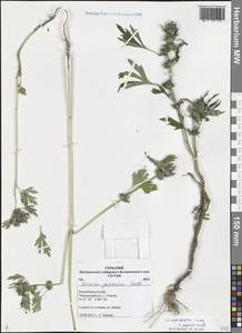 Leonurus japonicus Houtt., Siberia, Altai & Sayany Mountains (S2) (Russia)