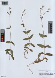 KUZ 004 517, Cerastium pauciflorum Stev. ex Ser., Siberia, Altai & Sayany Mountains (S2) (Russia)