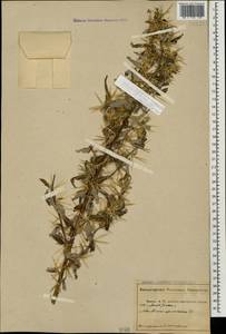 Xanthium spinosum L., Caucasus, Abkhazia (K4a) (Abkhazia)
