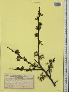 Prunus domestica L., Eastern Europe, Moscow region (E4a) (Russia)