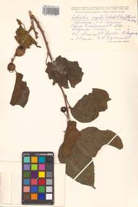 Actinidia arguta (Siebold & Zucc.) Planch. ex Miq., Siberia, Russian Far East (S6) (Russia)