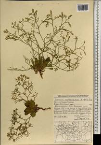 Limonium aureum (L.) Chaz., Mongolia (MONG) (Mongolia)