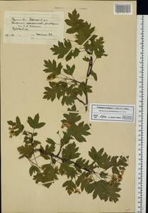 Crataegus ambigua C. A. Mey. ex A. K. Becker, Eastern Europe, Central forest-and-steppe region (E6) (Russia)