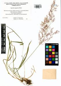 Agrostis gigantea Roth, Siberia, Baikal & Transbaikal region (S4) (Russia)
