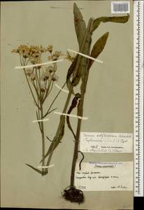 Tephroseris cladobotrys subsp. subfloccosa (Schischk.) Greuter, Caucasus, South Ossetia (K4b) (South Ossetia)
