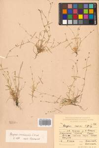 Sagina maxima subsp. crassicaulis (S. Watson) G. E. Crow, Siberia, Russian Far East (S6) (Russia)
