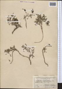 Oxytropis hirsutiuscula Freyn, Middle Asia, Pamir & Pamiro-Alai (M2) (Tajikistan)