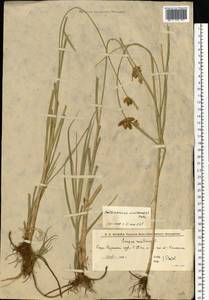 Bolboschoenus maritimus (L.) Palla, Eastern Europe, Lower Volga region (E9) (Russia)