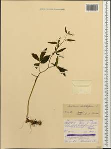 Cardamine bulbifera (L.) Crantz, Caucasus, North Ossetia, Ingushetia & Chechnya (K1c) (Russia)