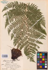 Athyrium filix-femina (L.) Roth, Eastern Europe (no precise locality) (E0)