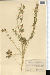 Aconitum rotundifolium Kar. & Kir., Middle Asia, Western Tian Shan & Karatau (M3) (Kazakhstan)