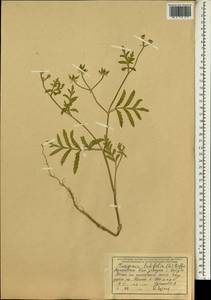Turgenia latifolia (L.) Hoffm., South Asia, South Asia (Asia outside ex-Soviet states and Mongolia) (ASIA) (Afghanistan)