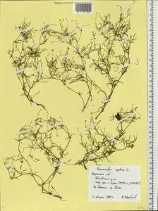 Ranunculus reptans L., Eastern Europe, Central region (E4) (Russia)