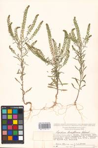 Lepidium densiflorum Schrad., Eastern Europe, Moscow region (E4a) (Russia)