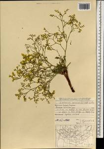 Limonium aureum (L.) Chaz., Mongolia (MONG) (Mongolia)