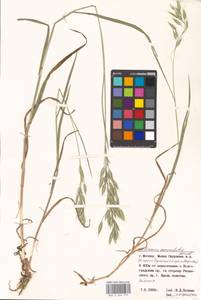 Bromus commutatus Schrad., Eastern Europe, Moscow region (E4a) (Russia)