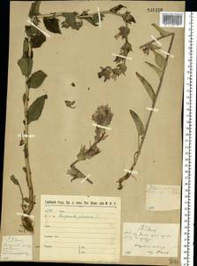 Campanula glomerata L., Eastern Europe, North-Western region (E2) (Russia)