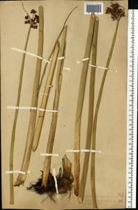 Schoenoplectus lacustris (L.) Palla, Eastern Europe, Central forest-and-steppe region (E6) (Russia)
