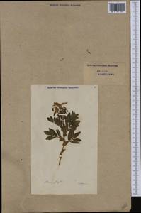 Astragalus frigidus (L.) A. Gray, Western Europe (EUR) (Switzerland)