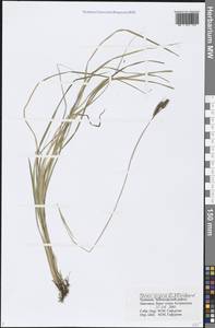 Carex nigra (L.) Reichard, Eastern Europe, Middle Volga region (E8) (Russia)