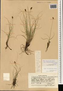 Carex stenophylla subsp. stenophylloides (V.I.Krecz.) T.V.Egorova, South Asia, South Asia (Asia outside ex-Soviet states and Mongolia) (ASIA) (Afghanistan)