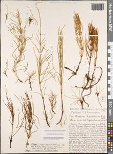 Equisetum arvense L., Siberia, Yakutia (S5) (Russia)