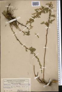 Artemisia stechmanniana Besser, Middle Asia, Western Tian Shan & Karatau (M3) (Kyrgyzstan)