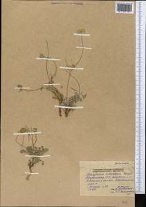 Semenovia heterodonta (Korovin) Manden., Middle Asia, Pamir & Pamiro-Alai (M2) (Tajikistan)