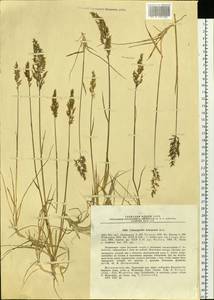 Calamagrostis kolymaensis Kom., Siberia, Chukotka & Kamchatka (S7) (Russia)