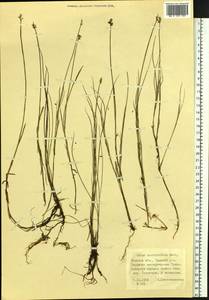 Carex chordorrhiza L.f., Siberia, Western Siberia (S1) (Russia)