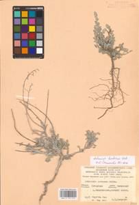 Artemisia lercheana Weber ex Stechm., Eastern Europe, North Ukrainian region (E11) (Ukraine)