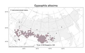 Gypsophila altissima L., Atlas of the Russian Flora (FLORUS) (Russia)