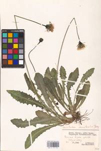 Leontodon hispidus subsp. danubialis (Jacq.) Simonk., Eastern Europe, Lithuania (E2a) (Lithuania)