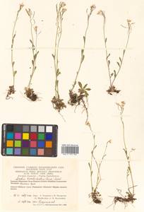 Arabidopsis lyrata subsp. kamchatica (Fisch. ex DC.) O'Kane & Al-Shehbaz, Siberia, Chukotka & Kamchatka (S7) (Russia)