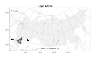 Tulipa biflora Pall., Atlas of the Russian Flora (FLORUS) (Russia)