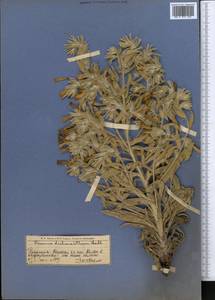Onosma dichroantha Boiss., Middle Asia, Western Tian Shan & Karatau (M3) (Kazakhstan)