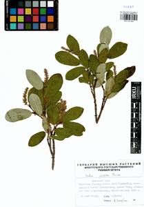 Salix vestita Pursh, Siberia, Baikal & Transbaikal region (S4) (Russia)