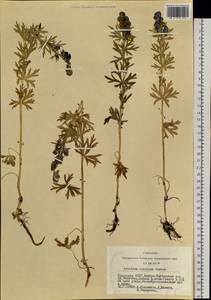 Aconitum glandulosum Rapaics, Siberia, Altai & Sayany Mountains (S2) (Russia)