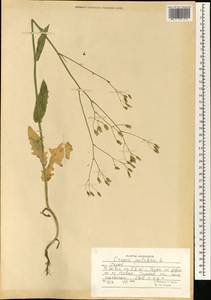 Crepis pulchra L., South Asia, South Asia (Asia outside ex-Soviet states and Mongolia) (ASIA) (Afghanistan)